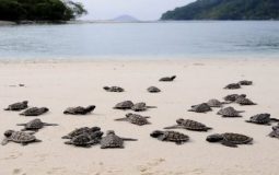 Pulau Penyu Tanjung Benoa, Surga Bahari Eksotis yang Mampu Memikat Hati